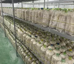 BÁN ĐẤ-  TẶNG XƯỞNG NẤM - PIN NĂNG LƯỢNG MẶT TRỜI MẶT TIỀN KINH DOANH - TẠI CỦ CHI - NGANG 18M -