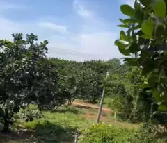 BÁN GẤP ĐẤT VƯỜN VIEW SÔNG ĐỒNG NAI – DIỆN TÍCH LỚN, GIÁ TỐT ĐẦU TƯ