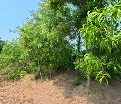 Đất view sông - Sát bên cầu Bình Khánh  .