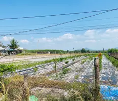 Bán 4 sào đất thổ cư Hẻm Nguyễn Thông, Tân Bình LaGi gần biển giá rẻ