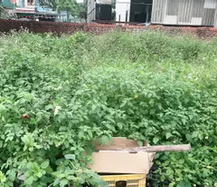 HƠN 3 TỶ NHỎ – SỞ HỮU NGAY LÔ ĐẤT ĐẸP ĐÔNG ANH DT 52m² full thổ cư – mặt tiền rộng 5m vuông vắn