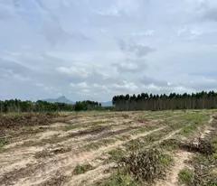 Bán 2000m2 đất Tân Bình - LaGi giảm 50% 500 triệu/1000m2 đường ô tô né nhau