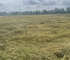 Bán gấp! Đất Đỗ Văn Dậy Tân Hiệp Hóc Môn 1ha, đầu tư sinh lời 39 tỷ.