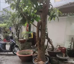 Bán nhà Cấp 4, HXH Cù Lao, ngay khu Phan XÍch Long, CN 240m2, 25x12m, tiện xây, 28,9 tỷ.