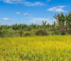 ĐẤT – KV CHÂU PHA PHÚ MỸ, GẦN KỀ KCN CHÂU ĐỨC