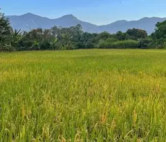 ĐẤT – KV CHÂU PHA PHÚ MỸ, GẦN KỀ KCN CHÂU ĐỨC
