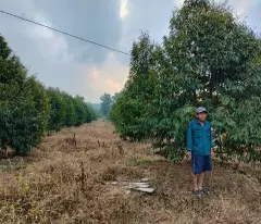 BÁN GẤP VƯỜN SẦU RIÊNG 10HA – ĐANG KHAI THÁC, CÓ THU NHẬP NGAY - Huyện Định Quán,Tỉnh Đồng Nai