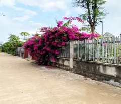 Cạnh đường nhựa Xuân Lộc – Long Khánh. TCSR. Giá ngộp chỉ 490tr.