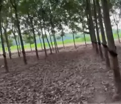 ht Cần bán nhanh 2,5 tỷ đất tại Thạnh Lộc Tân Biên tỉnh Tây Ninh