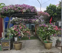 Chính chủ Bán nhà mặt tiền Lý Thái Tổ Đồ Sơn – gần biển Đồi Rồng – 65m2 –  3.3 tỷ – kinh doanh tốt