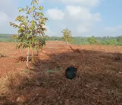 Bán gấp vườn sầu riêng 16 000m² 250 cây gần 1 năm tuổi cẩm mỹ đồng nai