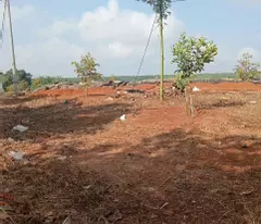 Bán gấp vườn sầu riêng 16 000m² 250 cây gần 1 năm tuổi cẩm mỹ đồng nai