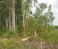 BÁN KHU TRANG TRẠI 5 NGÀN M2.TÂN THÔNG HỘI- CỦ CHI