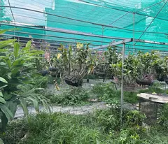 BÁN ĐẤT 2 MẶT TIỀN ĐƯỜNG DƯƠNG CÔNG KHI – DIỆN TÍCH LỚN – TIỀM NĂNG KHAI THÁC CAO