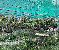 BÁN ĐẤT 2 MẶT TIỀN ĐƯỜNG DƯƠNG CÔNG KHI – DIỆN TÍCH LỚN – TIỀM NĂNG KHAI THÁC CAO