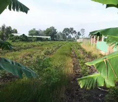 CẦN BÁN 1000M2 6,4X153 MT ĐƯỜNG KÊNH TRẦM LẦY 1