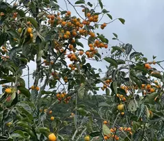 CẦN BÁN GẤP ĐẤT XUÂN THỌ – ĐÀ LẠT