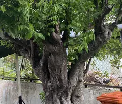 CHÍNH CHỦ ĐỊNH CƯ CẦN BÁN GẤP NHÀ + ĐẤT MẶT TIỀN - PHƯỜNG THẬN AN - TP. HỒ CHÍ MINH