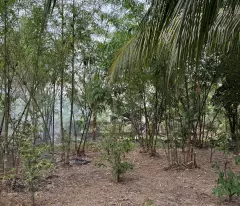 CẦN BÁN ĐẤT VƯỜN ĐẸP – PHƯỜNG HÒA THÀNH