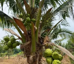 CẦN BÁN ĐẤT VƯỜN ĐẸP – PHƯỜNG HÒA THÀNH
