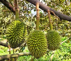 BÁN VƯỜN SẦU RIÊNG ĐẸP – ĐANG CHO TRÁI