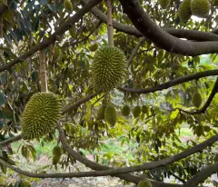 BÁN VƯỜN SẦU RIÊNG ĐẸP – ĐANG CHO TRÁI