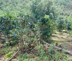 BÁN NHANH LÔ ĐẤT XUÂN TRƯỜNG - CẦU ĐẤT, ĐÀ LẠT