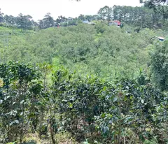 BÁN NHANH LÔ ĐẤT XUÂN TRƯỜNG - CẦU ĐẤT, ĐÀ LẠT