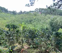BÁN NHANH LÔ ĐẤT XUÂN TRƯỜNG - CẦU ĐẤT, ĐÀ LẠT