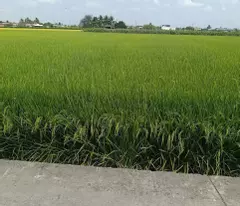 F0 thổ cư đường Nguyễn Văn Luỹ