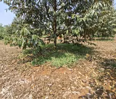 CHÍNH CHỦ  BÁN 4000M2 SỔ HỒNG RIÊNG 428t(HẠ GIÁ CÒN 400).TRIEU MY2149