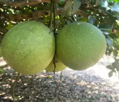 *** BÌNH LỘC - THÀNH PHỐ ĐỒNG NAI***
* Mảnh vườn đẹp diện tích 3,6 sào