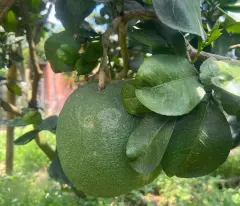 *** BÌNH LỘC - THÀNH PHỐ ĐỒNG NAI***
* Mảnh vườn đẹp diện tích 3,6 sào