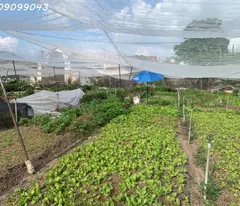 BÁN ĐẤT ĐẸP TRẦN THỊ BỐC – THỚI TAM THÔN, HÓC MÔN – CHỈ HƠN 20 TỶ
