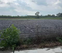 Bán 2000m2 đất phủ Hồng Hẻm Nguyễn Thông, LaGi giá ngộp 1 triệu/m2
