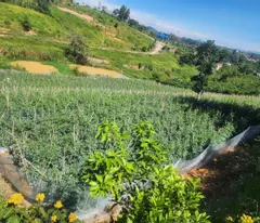 Cần Bán đất xã Ninh Gia, huyện Đức Trọng, tỉnh Lâm Đồng