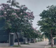 Bán Đất 250m2 Khu C - Khu đô thị Nguyên Khê - Đông Anh - Hà Nội. Giá 105tr/m2