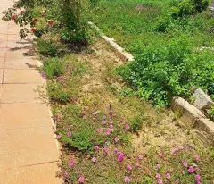 Bán nhà vườn 1800m2  tổ 33 THỊ TRẤN LIÊN NGHĨA ĐỨC TRỌNG LÂM ĐỒNG 9,5 TỶ