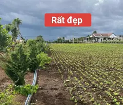 Bán 3120m2 đất xã Tân Hội Đức Trọng Lâm Đồng 4,2 tỷ
