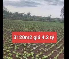 Bán 3120m2 đất xã Tân Hội Đức Trọng Lâm Đồng 4,2 tỷ