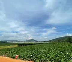 ĐẤT ĐẸP - GIÁ SIÊU TỐT - BÁN ĐẤT VIEW ĐẸP ĐỨC TRỌNG – LÂM ĐỒNG - Hơn 1Ha-  GIÁ 24 TỶ