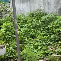 Mảnh đất ô tô vào, cách 20 n ô tô tránh ngay Ninh Sở Thường Tín, giá nhình 1 tỷ