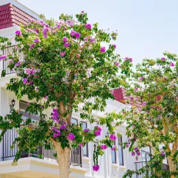 Biệt thự song lập La Vida Vũng Tàu lỗ 900 triệu. Giá chỉ bán trong tháng 6