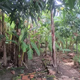 Cần bán nhanh lô đất Thị Trấn Ngã 6, Huyện Châu Thành Tỉnh Hậu Giang