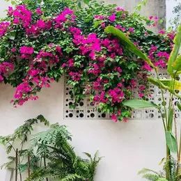 SỤP HẦM, BÁN ĐẤT DIỆN LỚN 263M XÂY KHÁCH SẠN GIÁ CHỈ 22 TỶ ĐƯỜNG TÔ HIẾN THÀNH ĐÀ NẴNG.