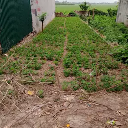 BÁN LÔ ĐẤT HUYỆN KIẾN XƯƠNG -  TIỀM NĂNG SINH LỜI CAO
TẠI THÔN ĐÔNG THÀNH XÃ BÌNH MINH HUYỆN KIẾN