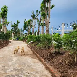 Chuyển Nhượng Lô Đất Thuộc Xã Tân Phong- Huyện Kiến Thụy- Hải Phòng