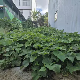 Bán đất biệt thự KQH An Sơn, P.4, Đà Lạt, đường nhựa ô tô 9m