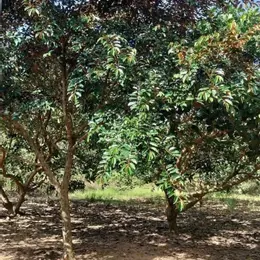 Cần chuyển về SG, bán nhanh lô đất 1500m2, 280 tr, 1 nhà cấp 4