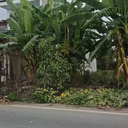 Bán đất thổ cư 100m², Đông Động, Đông Hưng, Thái Bình - 2 tỷ, sổ đỏ chính chủ